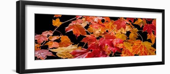 Autumn Leaf Panorama-Steve Gadomski-Framed Photographic Print