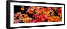 Autumn Leaf Panorama-Steve Gadomski-Framed Photographic Print