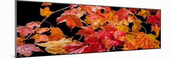 Autumn Leaf Panorama-Steve Gadomski-Mounted Photographic Print