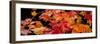 Autumn Leaf Panorama-Steve Gadomski-Framed Premium Photographic Print