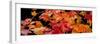 Autumn Leaf Panorama-Steve Gadomski-Framed Premium Photographic Print