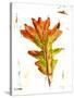 Autumn Leaf Study IV-Ethan Harper-Stretched Canvas