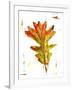 Autumn Leaf Study IV-Ethan Harper-Framed Art Print