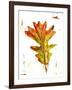 Autumn Leaf Study IV-Ethan Harper-Framed Art Print