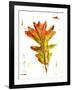 Autumn Leaf Study IV-Ethan Harper-Framed Art Print