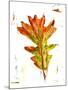 Autumn Leaf Study IV-Ethan Harper-Mounted Art Print