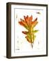 Autumn Leaf Study IV-Ethan Harper-Framed Art Print