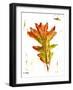 Autumn Leaf Study IV-Ethan Harper-Framed Art Print