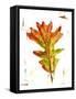 Autumn Leaf Study IV-Ethan Harper-Framed Stretched Canvas