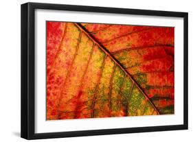 Autumn Leaf Underside of Leaf-null-Framed Photographic Print