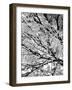 Autumn Leafage - Noir-Ylva Solberg-Framed Giclee Print