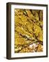 Autumn Leafage-Ylva Solberg-Framed Giclee Print