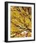 Autumn Leafage-Ylva Solberg-Framed Giclee Print