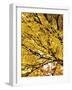 Autumn Leafage-Ylva Solberg-Framed Giclee Print