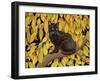 Autumn Leaves, 1994-Ditz-Framed Giclee Print