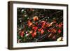 Autumn Leaves 5-Alan Hausenflock-Framed Photographic Print