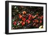 Autumn Leaves 5-Alan Hausenflock-Framed Photographic Print