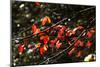 Autumn Leaves 5-Alan Hausenflock-Mounted Photographic Print