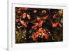 Autumn Leaves 6-Alan Hausenflock-Framed Photographic Print