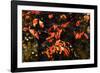 Autumn Leaves 6-Alan Hausenflock-Framed Photographic Print