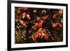 Autumn Leaves 6-Alan Hausenflock-Framed Photographic Print