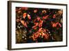 Autumn Leaves 6-Alan Hausenflock-Framed Photographic Print