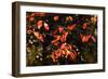 Autumn Leaves 6-Alan Hausenflock-Framed Photographic Print