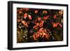 Autumn Leaves 6-Alan Hausenflock-Framed Photographic Print