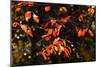 Autumn Leaves 6-Alan Hausenflock-Mounted Photographic Print