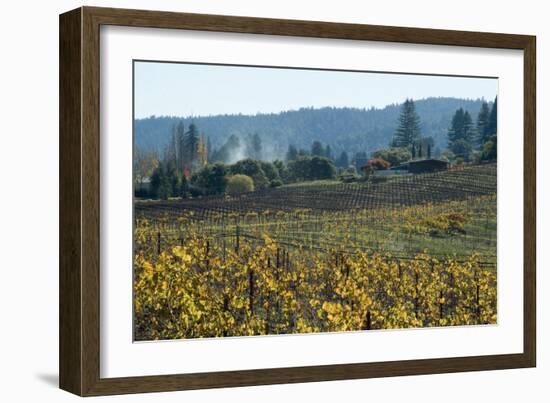 Autumn Leaves after the Harvest at a Vineyard, Mendocino, California, Usa-Natalie Tepper-Framed Photo