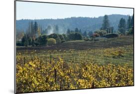 Autumn Leaves after the Harvest at a Vineyard, Mendocino, California, Usa-Natalie Tepper-Mounted Photo