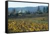 Autumn Leaves after the Harvest at a Vineyard, Mendocino, California, Usa-Natalie Tepper-Framed Stretched Canvas