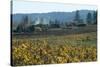 Autumn Leaves after the Harvest at a Vineyard, Mendocino, California, Usa-Natalie Tepper-Stretched Canvas