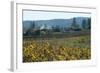 Autumn Leaves after the Harvest at a Vineyard, Mendocino, California, Usa-Natalie Tepper-Framed Photo