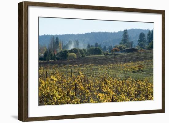 Autumn Leaves after the Harvest at a Vineyard, Mendocino, California, Usa-Natalie Tepper-Framed Photo
