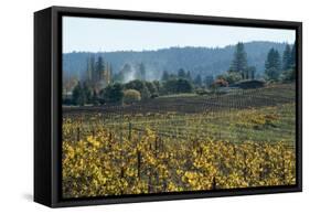 Autumn Leaves after the Harvest at a Vineyard, Mendocino, California, Usa-Natalie Tepper-Framed Stretched Canvas