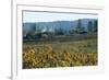 Autumn Leaves after the Harvest at a Vineyard, Mendocino, California, Usa-Natalie Tepper-Framed Photo