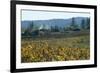 Autumn Leaves after the Harvest at a Vineyard, Mendocino, California, Usa-Natalie Tepper-Framed Photo