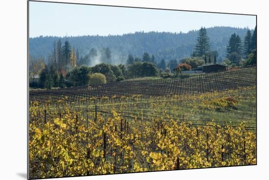 Autumn Leaves after the Harvest at a Vineyard, Mendocino, California, Usa-Natalie Tepper-Mounted Photo