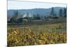 Autumn Leaves after the Harvest at a Vineyard, Mendocino, California, Usa-Natalie Tepper-Mounted Photo