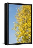 Autumn Leaves against the Blue Sky and Sun-inxti-Framed Stretched Canvas