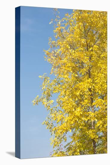 Autumn Leaves against the Blue Sky and Sun-inxti-Stretched Canvas