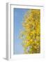 Autumn Leaves against the Blue Sky and Sun-inxti-Framed Photographic Print