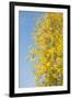 Autumn Leaves against the Blue Sky and Sun-inxti-Framed Photographic Print