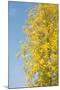 Autumn Leaves against the Blue Sky and Sun-inxti-Mounted Photographic Print