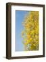 Autumn Leaves against the Blue Sky and Sun-inxti-Framed Photographic Print