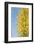 Autumn Leaves against the Blue Sky and Sun-inxti-Framed Photographic Print