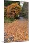 Autumn Leaves Along the Old Nakasendo Highway, Magome, Kiso Valley Nakasendo, Central Honshu, Japan-Stuart Black-Mounted Photographic Print