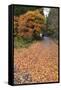 Autumn Leaves Along the Old Nakasendo Highway, Magome, Kiso Valley Nakasendo, Central Honshu, Japan-Stuart Black-Framed Stretched Canvas