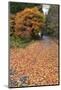 Autumn Leaves Along the Old Nakasendo Highway, Magome, Kiso Valley Nakasendo, Central Honshu, Japan-Stuart Black-Mounted Photographic Print